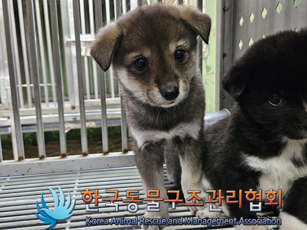 한국동물구조관리협회_411305202400868
